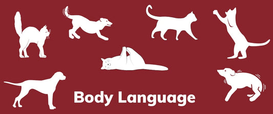 Decoding Pet Body Language: Recognizing Signs of a Happy or Stressed Pet