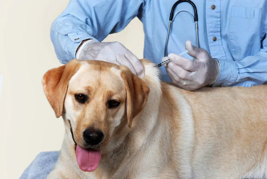 The Importance of Dog Vaccinations